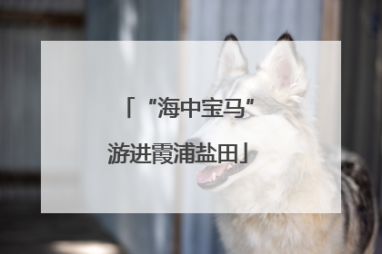 “海中宝马”游进霞浦盐田