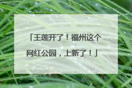 王莲开了！福州这个网红公园，上新了！