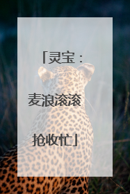 灵宝：麦浪滚滚抢收忙