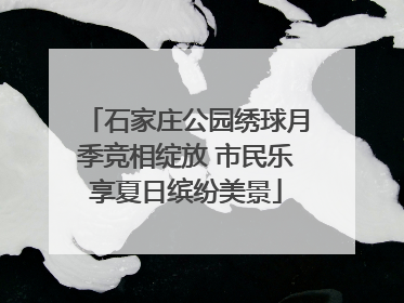 石家庄公园绣球月季竞相绽放 市民乐享夏日缤纷美景