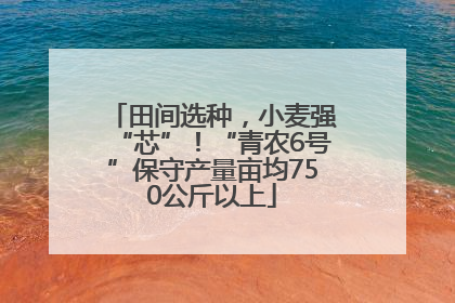 田间选种，小麦强“芯”！“青农6号”保守产量亩均750公斤以上