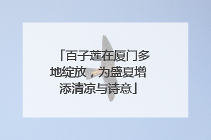 百子莲在厦门多地绽放，为盛夏增添清凉与诗意