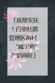 真帮实扶！百里杜鹃管理区两村“威宁鸡”产销两旺