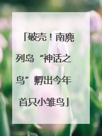 破壳！南麂列岛“神话之鸟”孵出今年首只小雏鸟