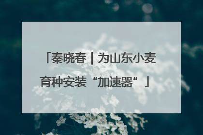 秦晓春｜为山东小麦育种安装“加速器”