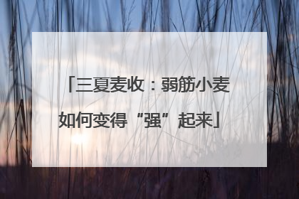 三夏麦收：弱筋小麦如何变得“强”起来