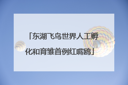 东湖飞鸟世界人工孵化和育雏首例红嘴鸥