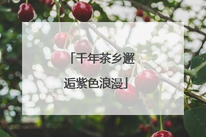 千年茶乡邂逅紫色浪漫