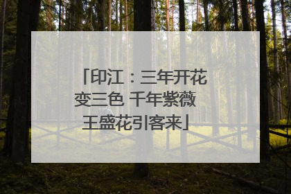印江：三年开花变三色 千年紫薇王盛花引客来