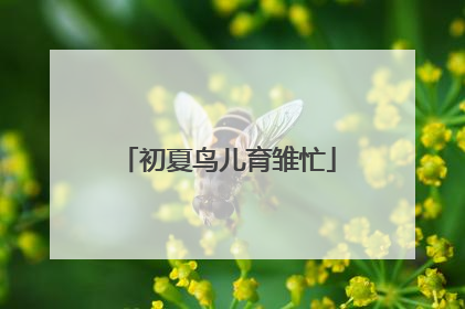 初夏鸟儿育雏忙
