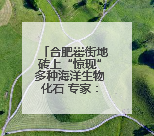 合肥罍街地砖上“惊现”多种海洋生物化石 专家：具有一定观赏价值