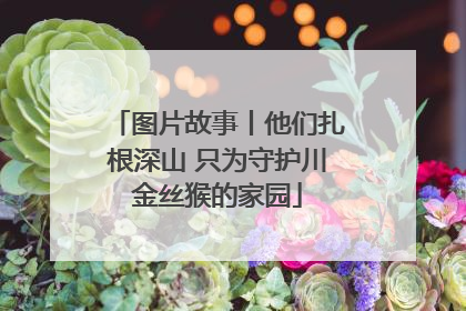图片故事丨他们扎根深山 只为守护川金丝猴的家园