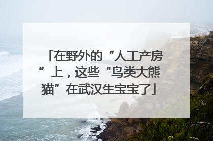 在野外的“人工产房”上，这些“鸟类大熊猫”在武汉生宝宝了