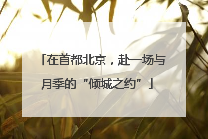 在首都北京，赴一场与月季的“倾城之约”