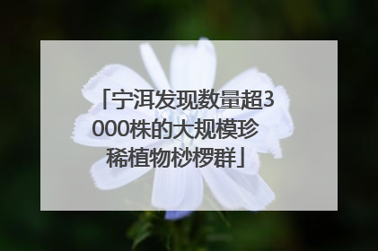 宁洱发现数量超3000株的大规模珍稀植物桫椤群