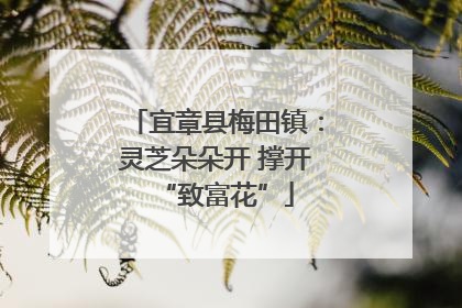 宜章县梅田镇：灵芝朵朵开 撑开“致富花”