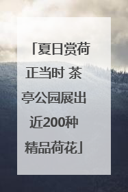 夏日赏荷正当时 茶亭公园展出近200种精品荷花