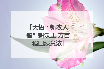 大悟：新农人“智”耕沃土 万亩稻田绿意浓
