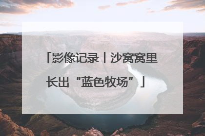 影像记录丨沙窝窝里长出“蓝色牧场”