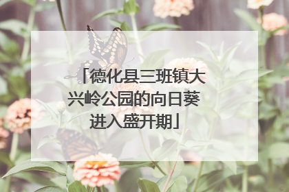 德化县三班镇大兴岭公园的向日葵进入盛开期