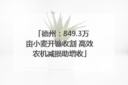 德州：849.3万亩小麦开镰收割 高效农机减损助增收