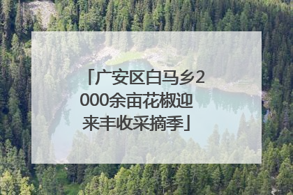 广安区白马乡2000余亩花椒迎来丰收采摘季