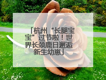 杭州“长腿宝宝”过节啦！世界长颈鹿日邂逅新生幼崽
