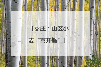 枣庄：山区小麦“喜开镰”