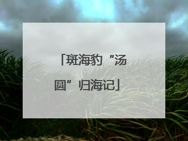 斑海豹“汤圆”归海记