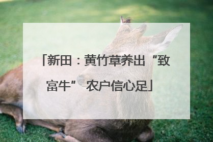 新田：黄竹草养出“致富牛” 农户信心足