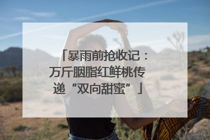 暴雨前抢收记：万斤胭脂红鲜桃传递“双向甜蜜”