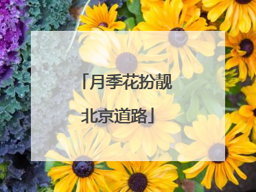 月季花扮靓北京道路
