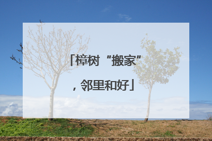 樟树“搬家”，邻里和好