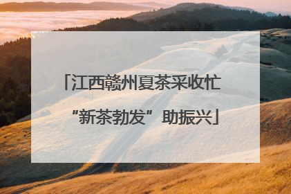 江西赣州夏茶采收忙 “新茶勃发”助振兴