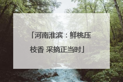 河南淮滨：鲜桃压枝香 采摘正当时