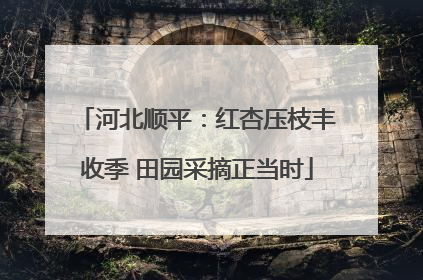 河北顺平：红杏压枝丰收季 田园采摘正当时
