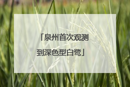 泉州首次观测到深色型白鹭
