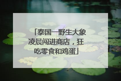 泰国一野生大象凌晨闯进商店，狂吃零食和鸡蛋