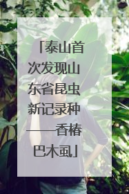 泰山首次发现山东省昆虫新记录种——香椿巴木虱