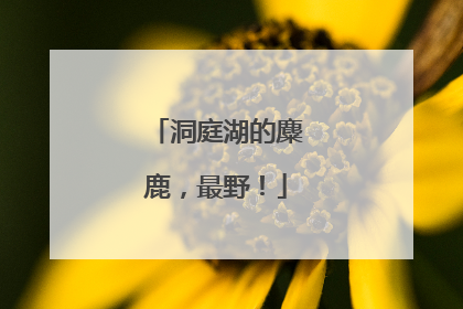 洞庭湖的麋鹿，最野！