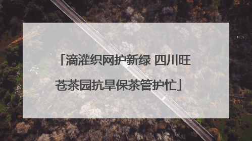 滴灌织网护新绿 四川旺苍茶园抗旱保茶管护忙