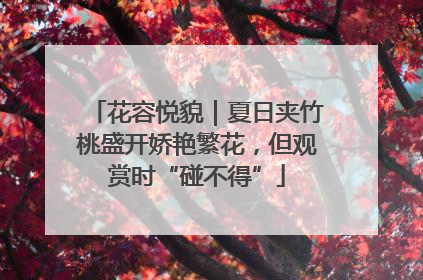 花容悦貌｜夏日夹竹桃盛开娇艳繁花，但观赏时“碰不得”