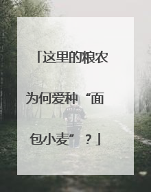 这里的粮农为何爱种“面包小麦”？
