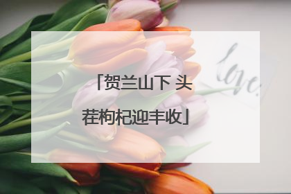 贺兰山下 头茬枸杞迎丰收