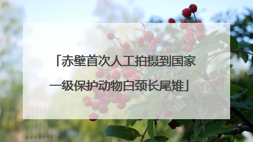 赤壁首次人工拍摄到国家一级保护动物白颈长尾雉