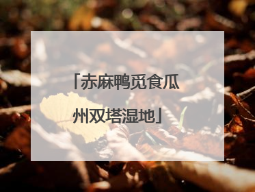 赤麻鸭觅食瓜州双塔湿地