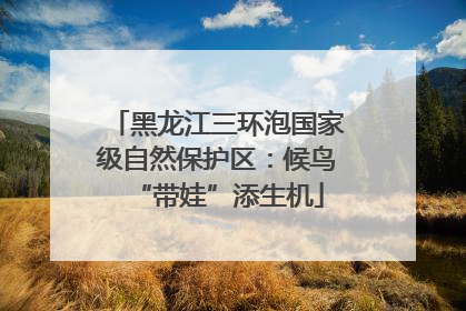 黑龙江三环泡国家级自然保护区：候鸟“带娃”添生机
